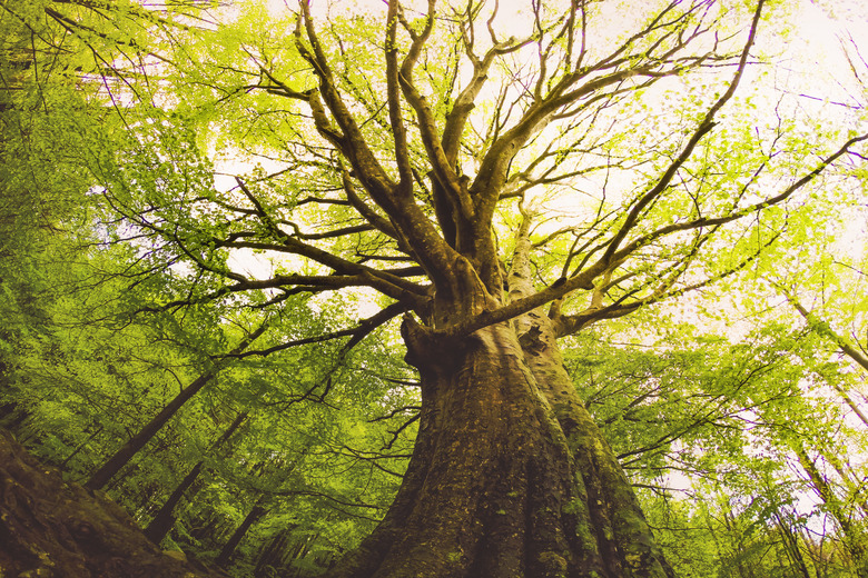 Beautiful beech tree taken directly from below with nice and old trunk during springtime with beautiful green colors in the Montseny nature reserve in the Catalonia region.