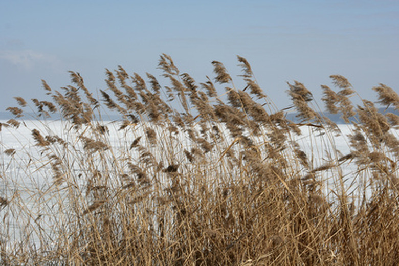 How Does Pollution Affect Photosynthesis?