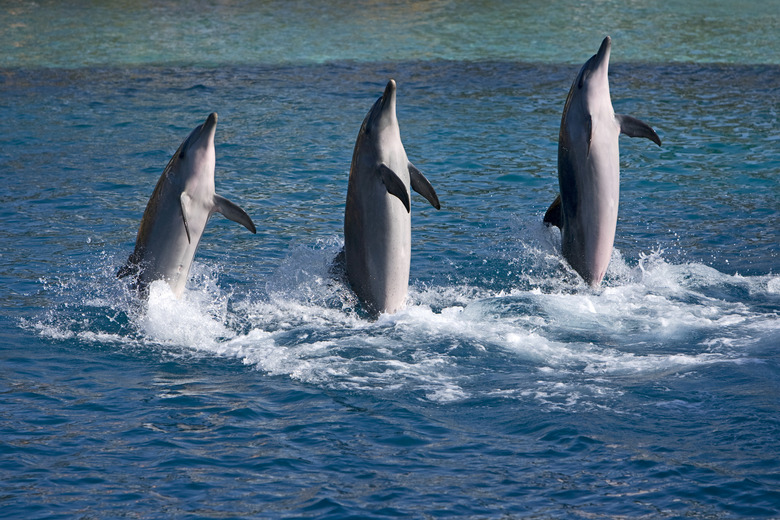 Three Dolphins in a show