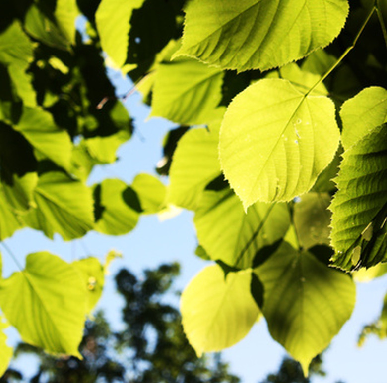 How Does the Sun Affect Plants?