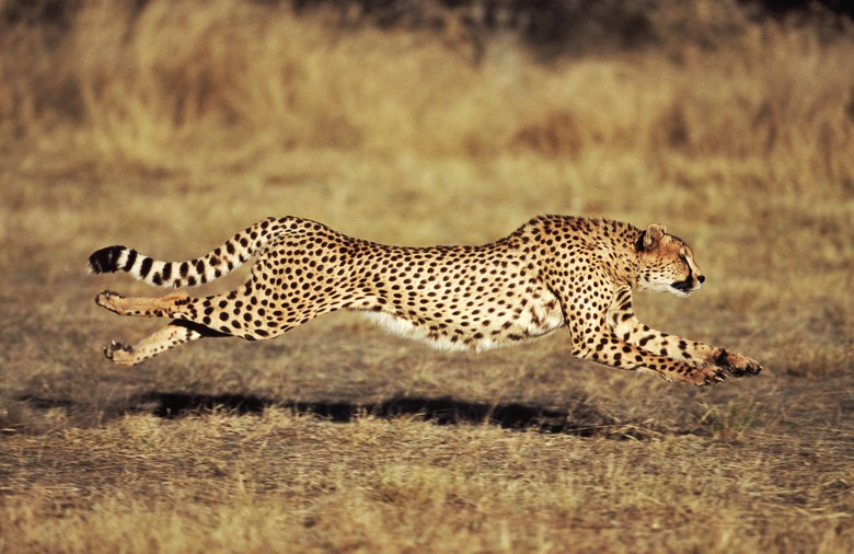 Front View of a Female Cheetah (Acinonyx jubatus) Running