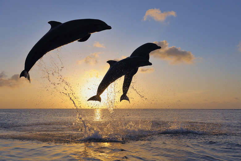 Bottlenose dolphins, Tursiops truncatus, jumping in caribbean sea at sunset