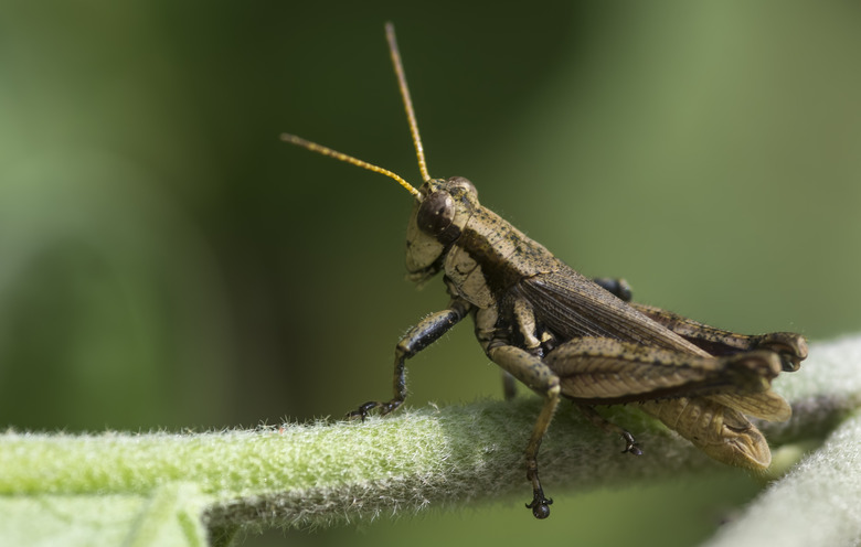 Grasshopper looking away