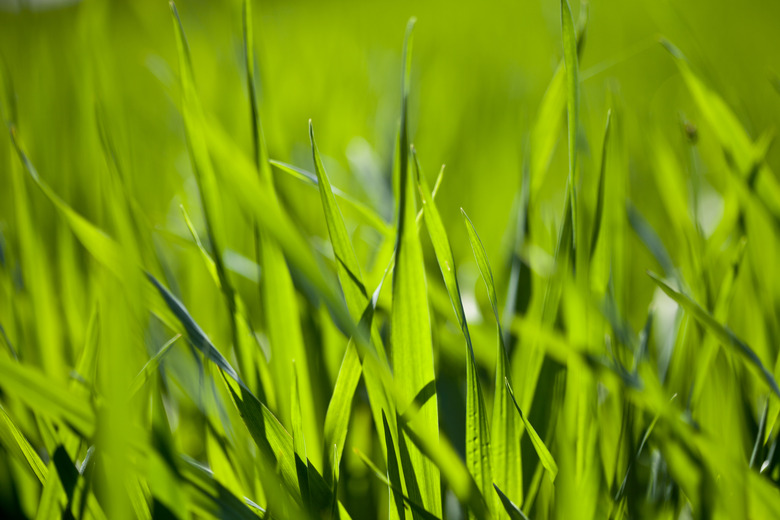 Summer field of green grass