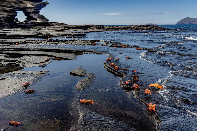 Crabs on Galapagos island