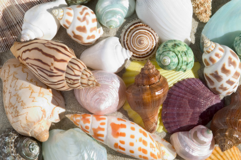 Close-up of a cluster of colorful tropical seashells on the beach.