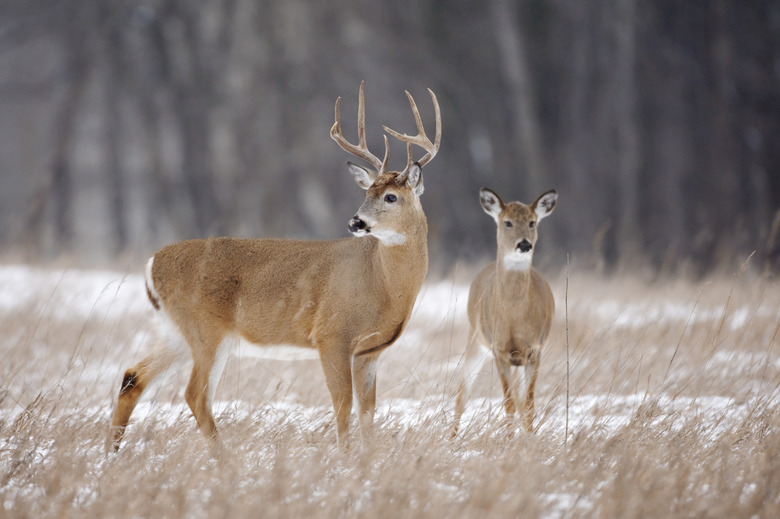 White-tailed Deer buck and doe in snowy field