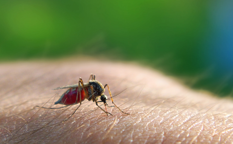 Mosquito sucking blood