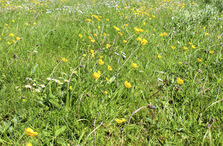 Image of a wildflower meadow with grass, buttercups and daisies