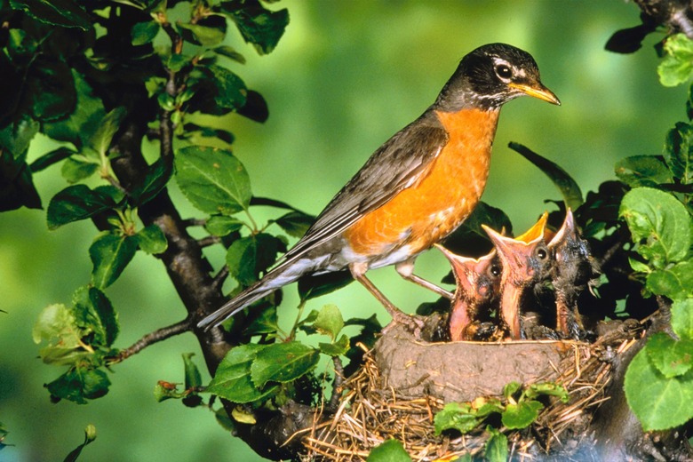 Robin with offspring in nest