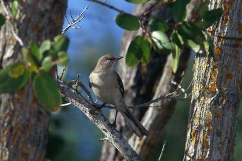 How to Feed a Mockingbird