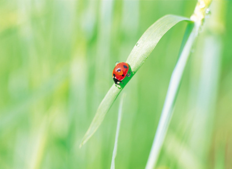 How to Find Aphids for My Ladybug