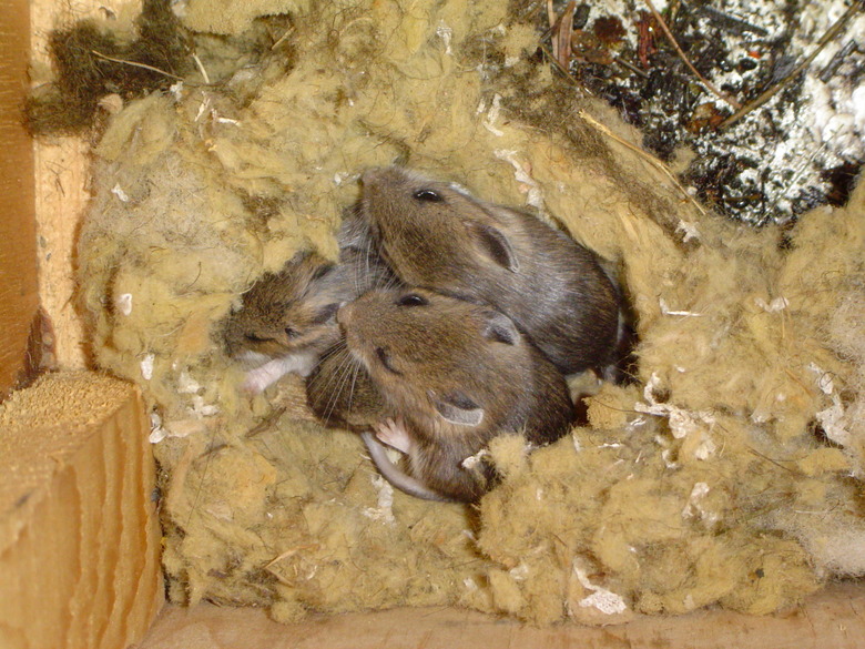 Nest of Mice