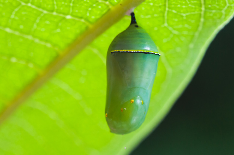 Monarch Caterpillar