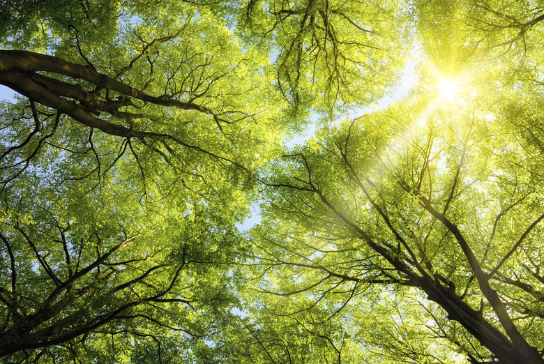 Sun shining through treetops