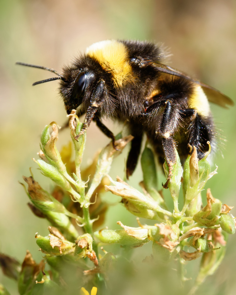 Bumblebee on a flower