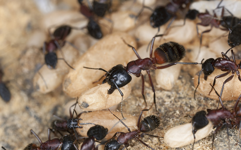 Carpenter ant, Camponotus herculeanus, rescuing egg behavior, macro photo