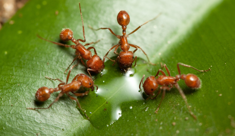 Four red ants drinking water from a green leaf