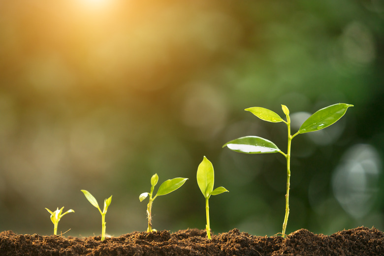 agriculture plant seeding growing step concept in garden and sunlight