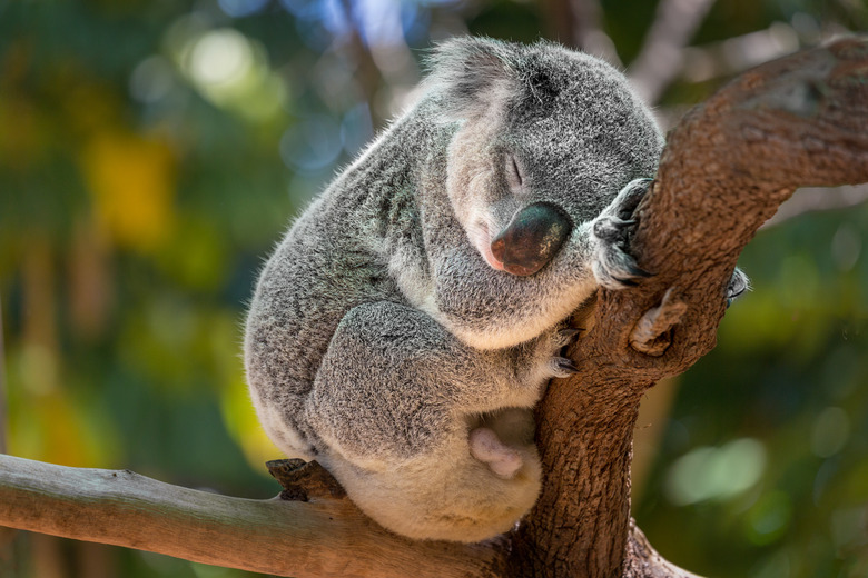 Koala, Australia