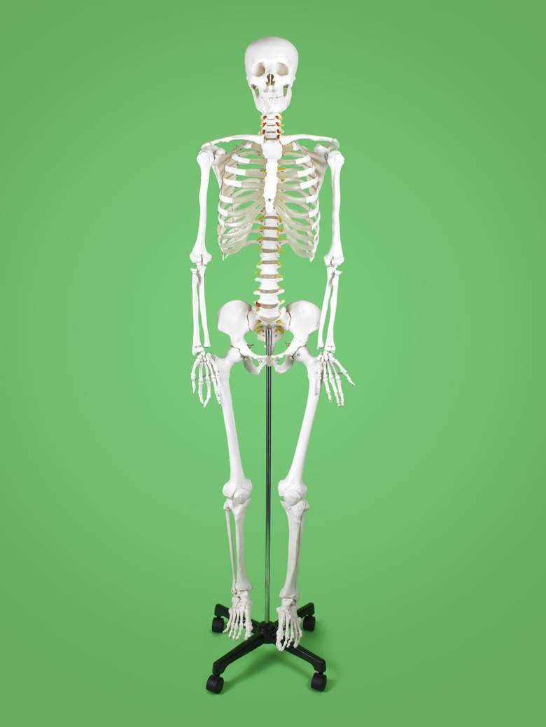 Human skeleton