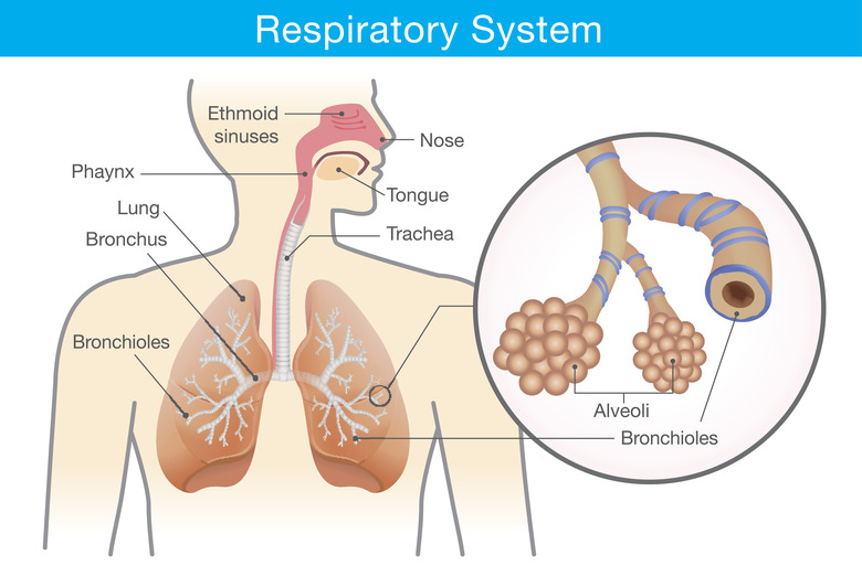 Respiratory system of human