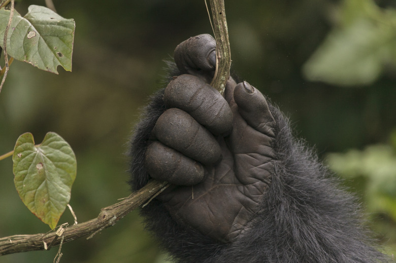 Gorilla's Hand