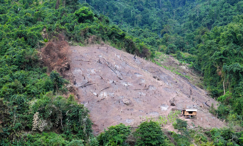 Deforest, Viet Nam, forest, Vietnam, disaster