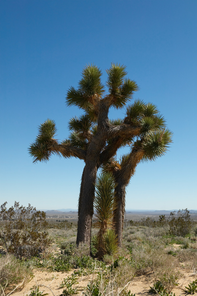 Cactus tree in the desert