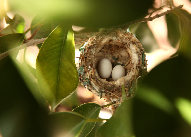 2 Hummingbird Eggs in a Nest