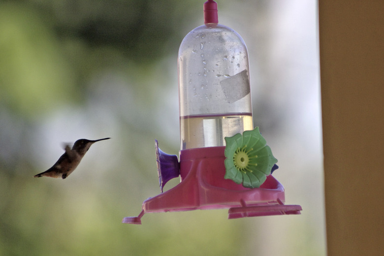 Hummingbird feeder