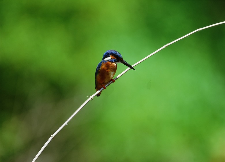 Hummingbird on a twig