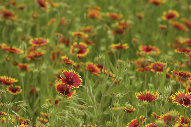 Texas Indian PaintBrush WildFlowers