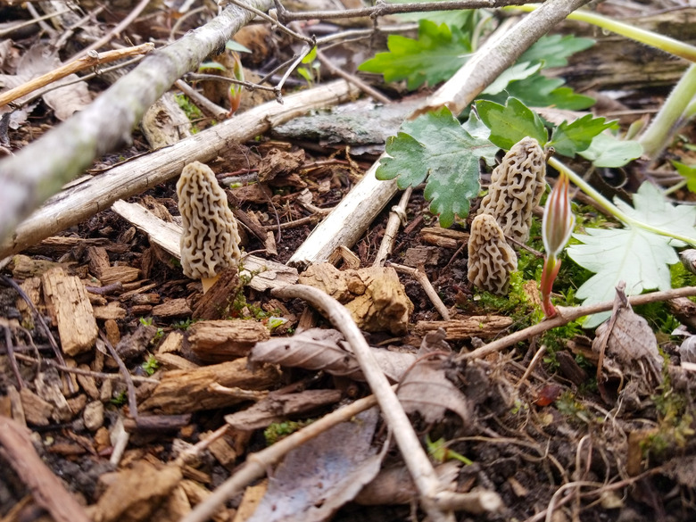 Three small morel mushrooms growing from a disturbed forest floor.