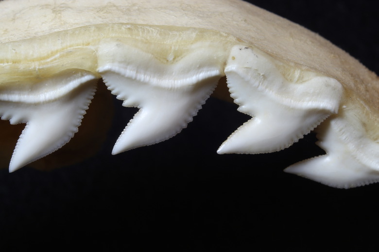 Tiger shark jaw with teeth