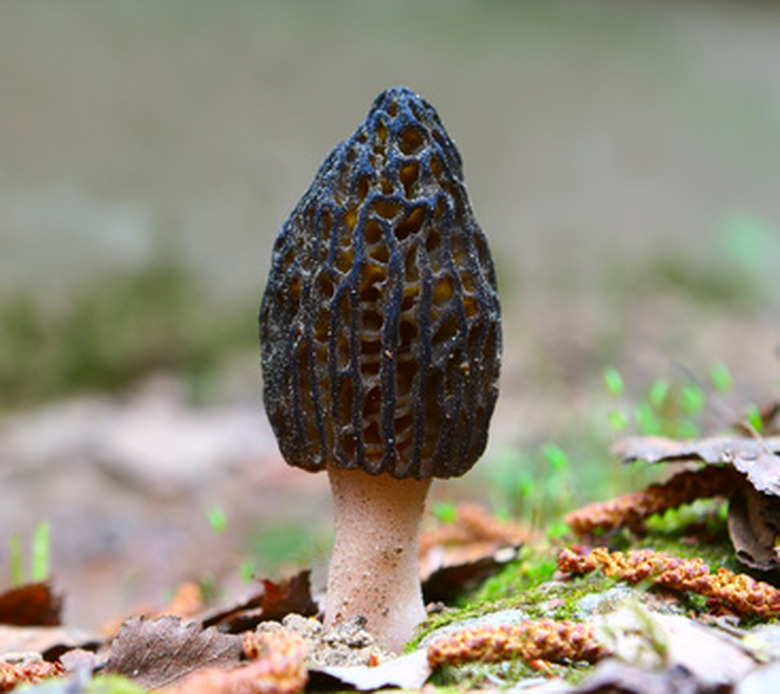 Morel season in Pennsylvania is mid-April to mid-May.