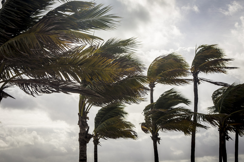 Palm Trees Before A Tropical Storm or Hurricane