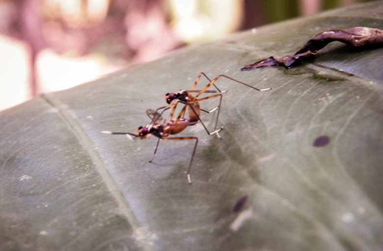 Multi colored Garden Insect Pest spotted on a green leaf of an organic firm. Beauty in nature. Extreme close-up.