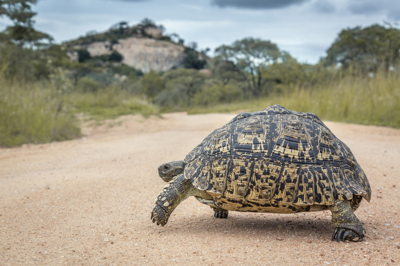 Leopard tortoise in Kruger National park, South Africa