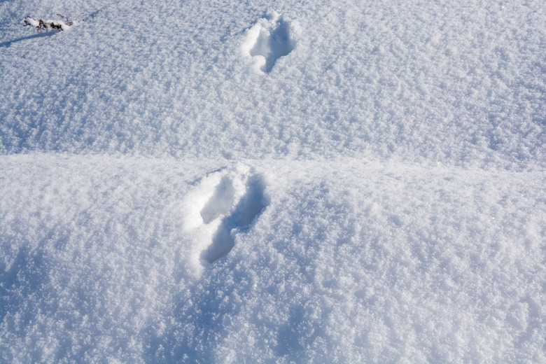 Wild animal footprints on snow