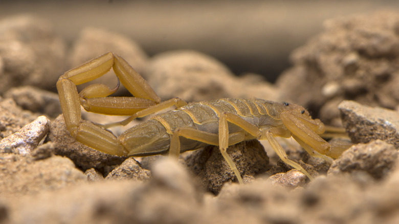 Arizona Bark Scorpion Crawling