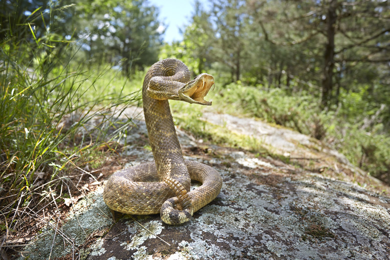 rattlesnake