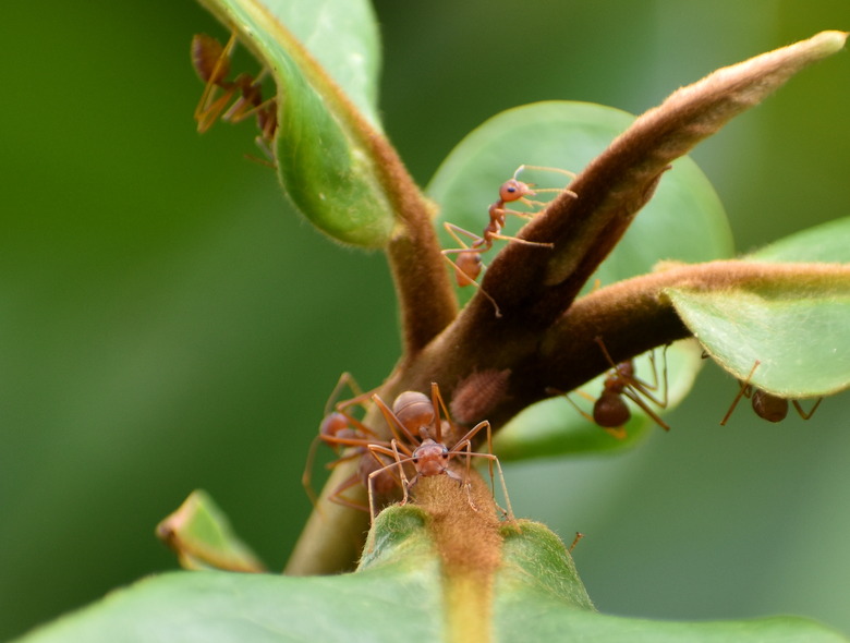 Aggressive ant guarding the colony on a leaf