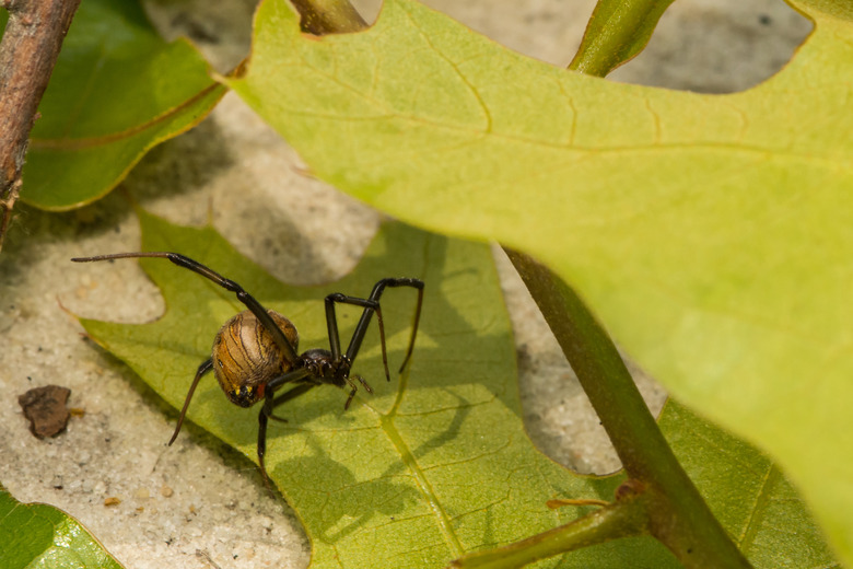 Brown Widow Spider