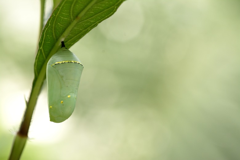 How to Identify Caterpillar Cocoons