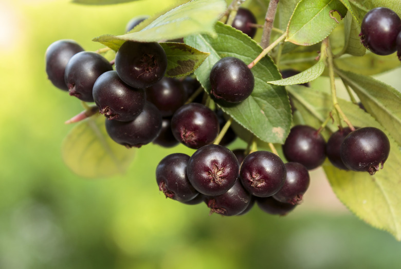 Aronia berries