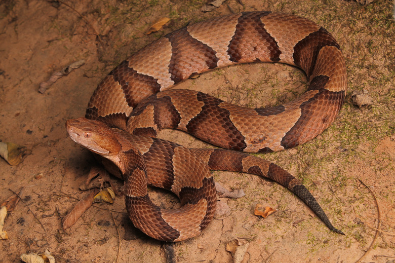 Copperhead