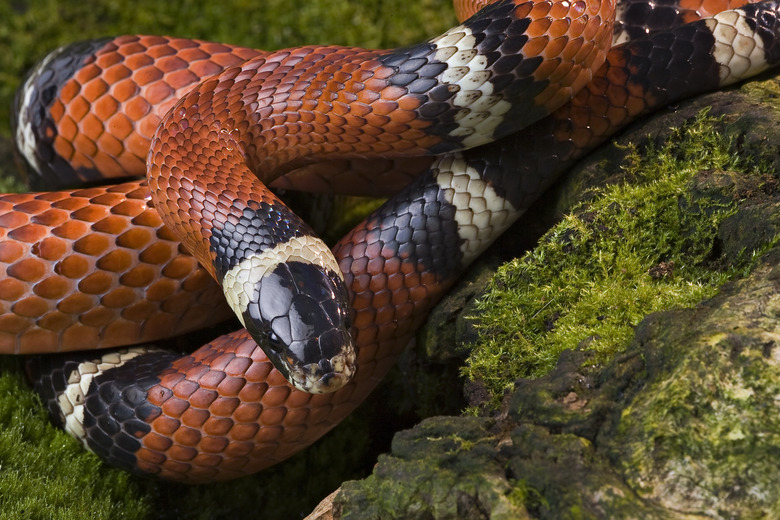 Milk Snake