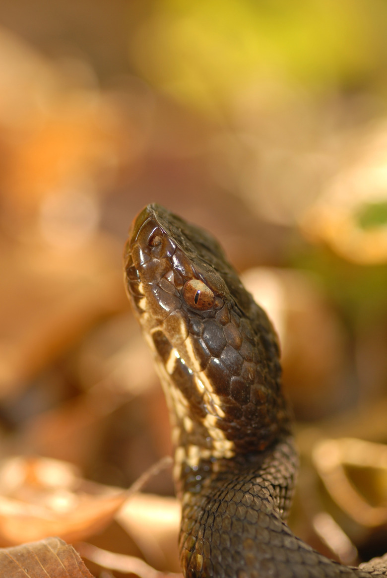 Water Moccasin