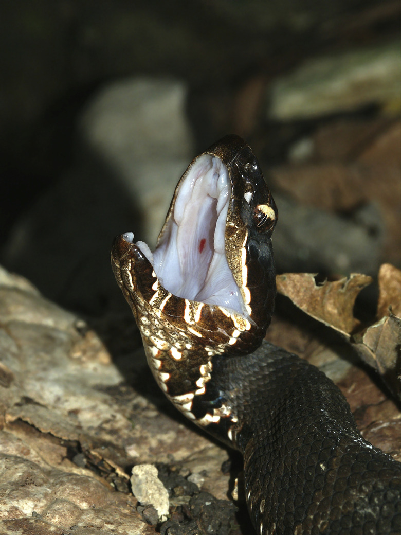 Cottonmouth (Agkistrodon piscivorus)